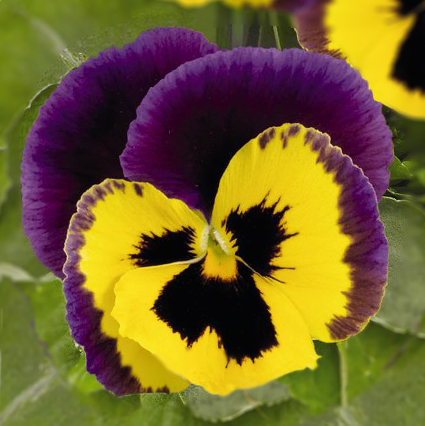 Viola F1 Yellow Purple Wing - 12 stuks