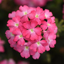 Afbeelding in Gallery-weergave laden, Verbena - Diverse kleuren
