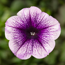 Afbeelding in Gallery-weergave laden, Petunia - Diverse kleuren
