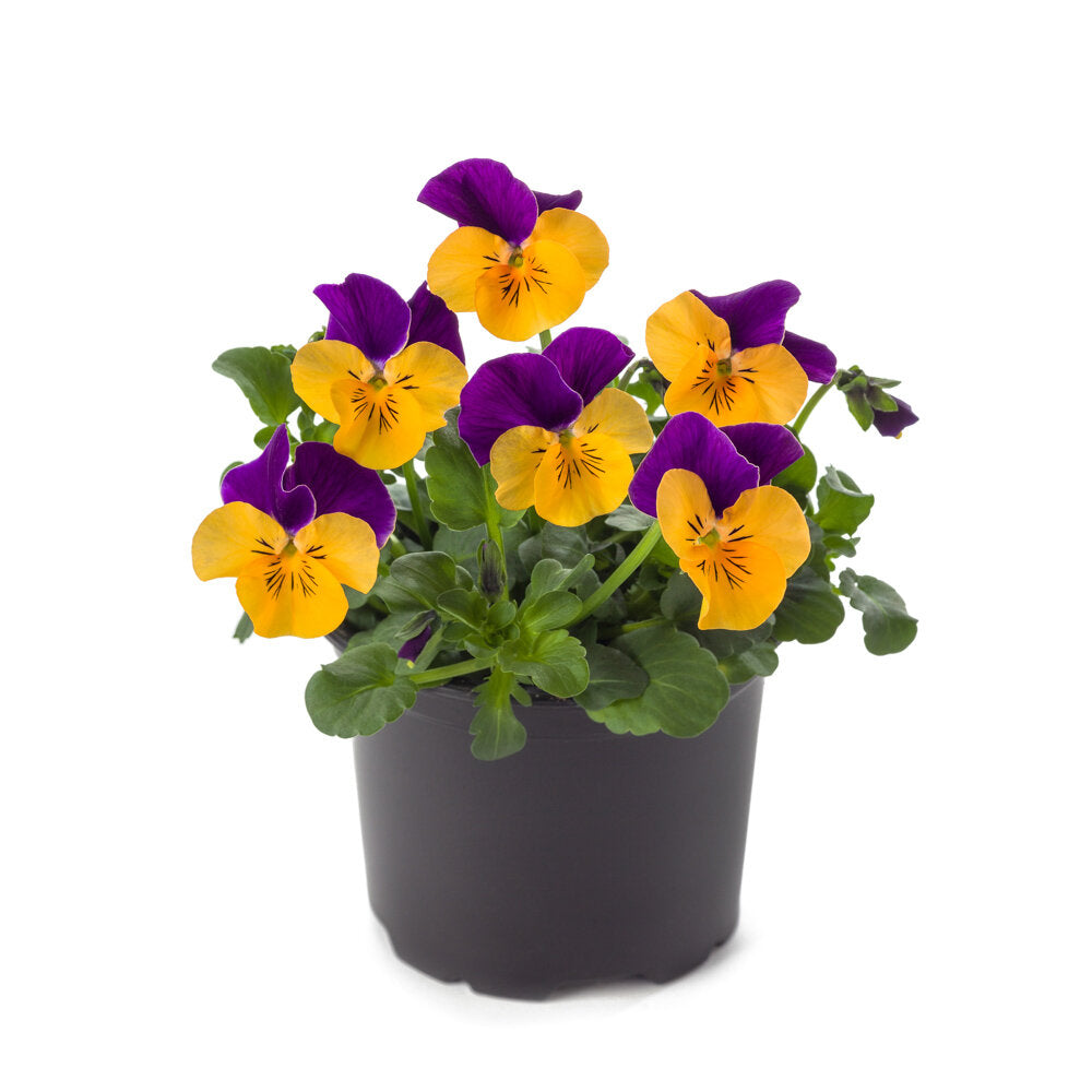 Viola Cornuta Orange Wing - 12 stuks