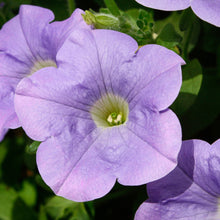 Afbeelding in Gallery-weergave laden, Petunia - Diverse kleuren
