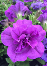 Afbeelding in Gallery-weergave laden, Petunia - Diverse kleuren
