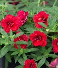 Afbeelding in Gallery-weergave laden, Mini Petunia Dubbelbloemig - Diverse kleuren
