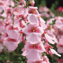 Afbeelding in Gallery-weergave laden, Diascia - Diverse kleuren
