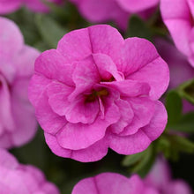 Afbeelding in Gallery-weergave laden, Mini Petunia Dubbelbloemig - Diverse kleuren
