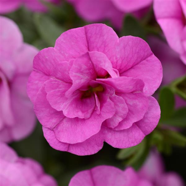 Mini Petunia Dubbelbloemig - Diverse kleuren