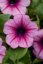 Afbeelding in Gallery-weergave laden, Petunia - Diverse kleuren
