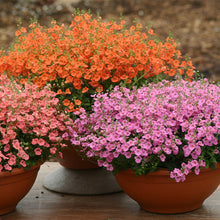 Afbeelding in Gallery-weergave laden, Diascia - Diverse kleuren
