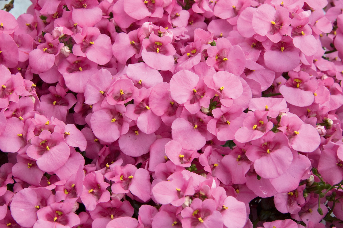 Diascia - Diverse kleuren