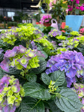 Afbeelding in Gallery-weergave laden, Hortensia - Diverse kleuren
