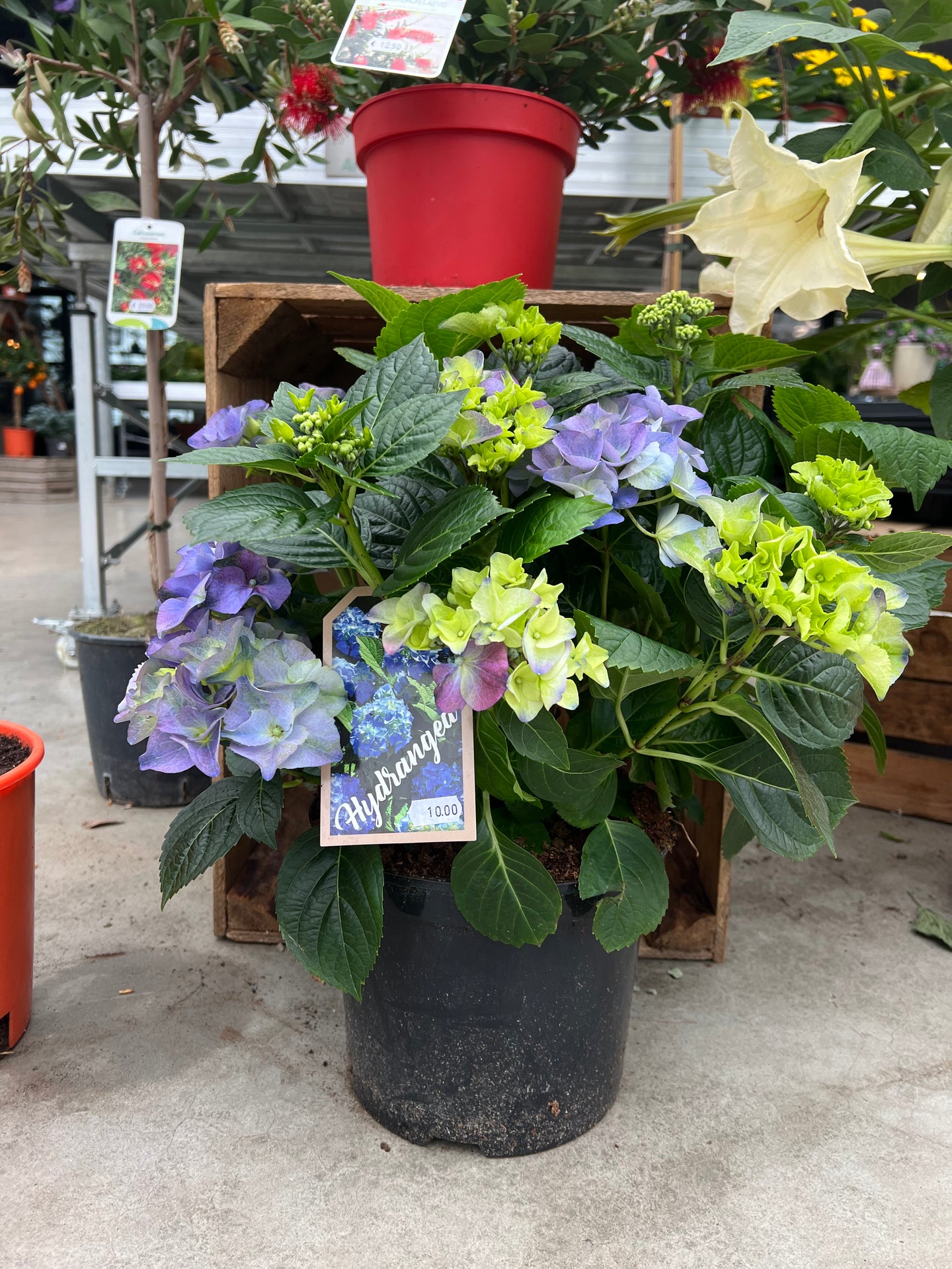 Hortensia - Diverse kleuren