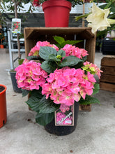 Afbeelding in Gallery-weergave laden, Hortensia - Diverse kleuren
