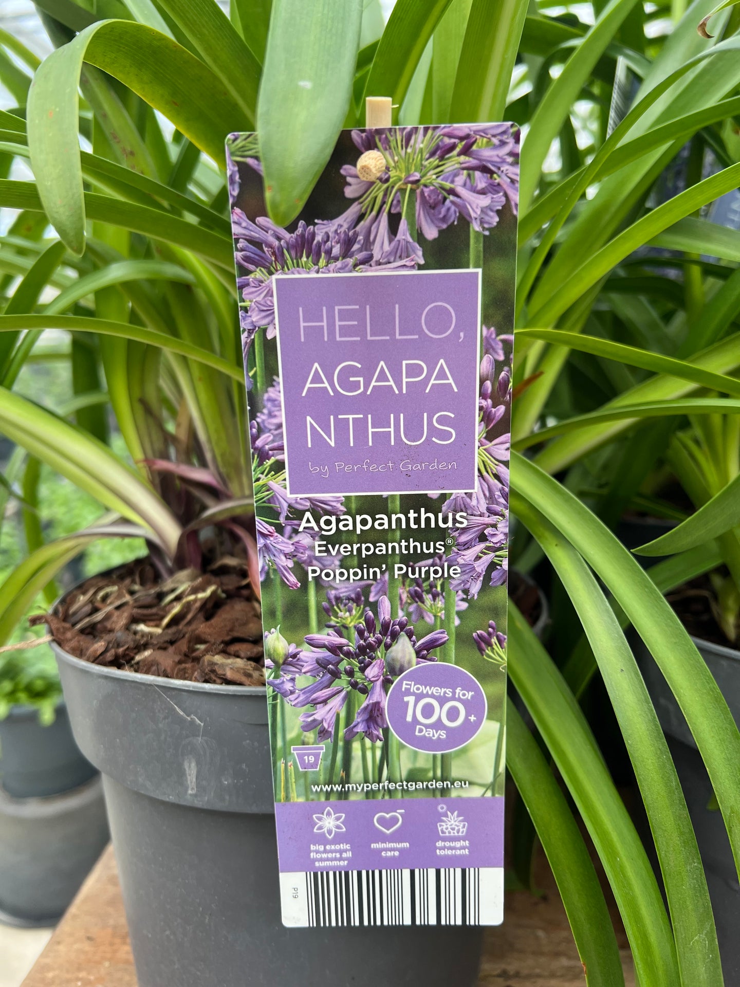 Agapanthus