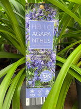 Afbeelding in Gallery-weergave laden, Agapanthus
