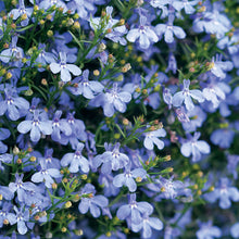 Afbeelding in Gallery-weergave laden, Lobelia - Diverse kleuren
