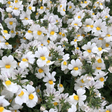 Afbeelding in Gallery-weergave laden, Nemesia - Diverse kleuren
