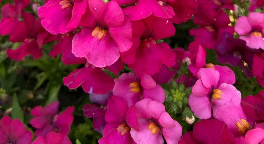 Nemesia - Diverse kleuren