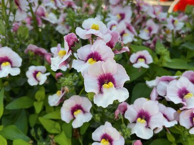 Nemesia - Diverse kleuren