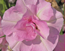 Afbeelding in Gallery-weergave laden, Petunia - Diverse kleuren
