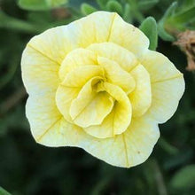 Afbeelding in Gallery-weergave laden, Mini Petunia Dubbelbloemig - Diverse kleuren
