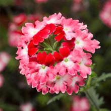 Afbeelding in Gallery-weergave laden, Verbena - Diverse kleuren
