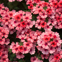 Afbeelding in Gallery-weergave laden, Verbena - Diverse kleuren
