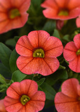 Afbeelding in Gallery-weergave laden, Mini Petunia - Diverse kleuren
