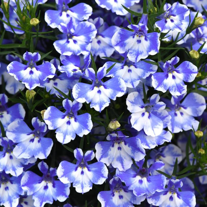 Lobelia - Diverse kleuren