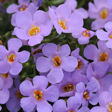 Afbeelding in Gallery-weergave laden, Bacopa - Diverse kleuren
