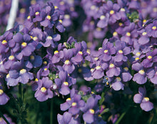 Afbeelding in Gallery-weergave laden, Nemesia - Diverse kleuren
