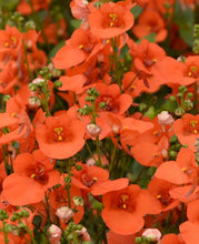 Afbeelding in Gallery-weergave laden, Diascia - Diverse kleuren
