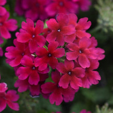 Afbeelding in Gallery-weergave laden, Verbena - Diverse kleuren
