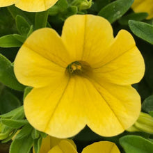 Afbeelding in Gallery-weergave laden, Mini Petunia - Diverse kleuren
