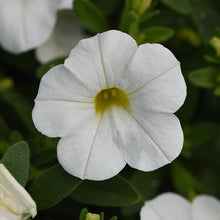 Afbeelding in Gallery-weergave laden, Mini Petunia - Diverse kleuren
