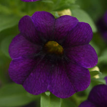 Afbeelding in Gallery-weergave laden, Mini Petunia - Diverse kleuren
