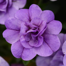 Afbeelding in Gallery-weergave laden, Mini Petunia Dubbelbloemig - Diverse kleuren
