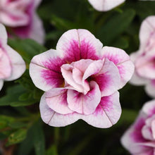 Afbeelding in Gallery-weergave laden, Mini Petunia Dubbelbloemig - Diverse kleuren
