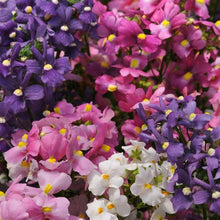 Afbeelding in Gallery-weergave laden, Nemesia - Diverse kleuren
