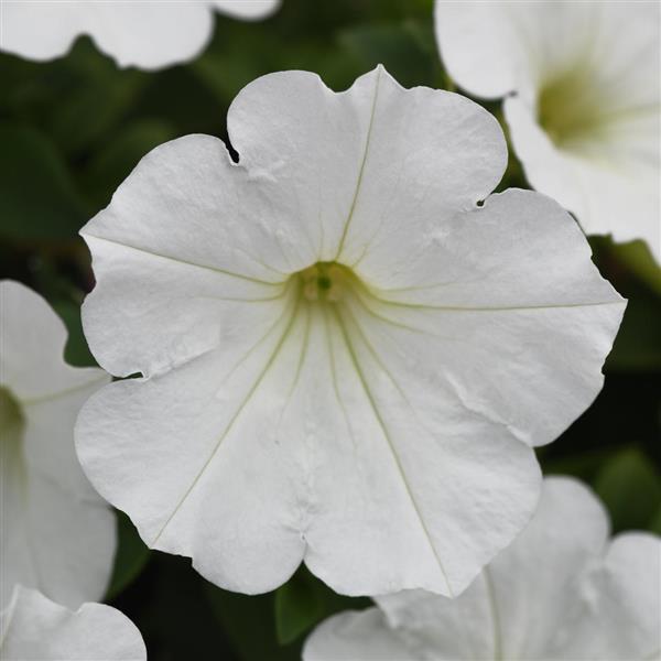 Petunia - Diverse kleuren