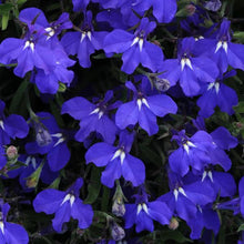 Afbeelding in Gallery-weergave laden, Lobelia - Diverse kleuren
