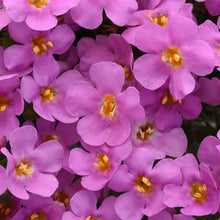 Afbeelding in Gallery-weergave laden, Bacopa - Diverse kleuren
