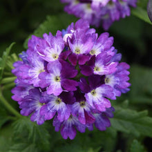 Afbeelding in Gallery-weergave laden, Verbena - Diverse kleuren
