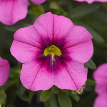 Afbeelding in Gallery-weergave laden, Mini Petunia - Diverse kleuren
