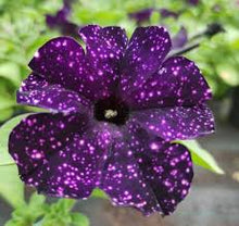 Afbeelding in Gallery-weergave laden, Petunia - Diverse kleuren
