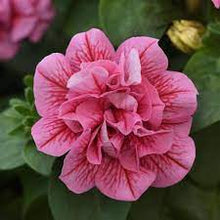 Afbeelding in Gallery-weergave laden, Petunia - Diverse kleuren
