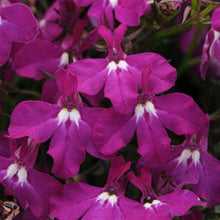 Afbeelding in Gallery-weergave laden, Lobelia - Diverse kleuren
