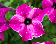 Afbeelding in Gallery-weergave laden, Petunia - Diverse kleuren
