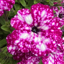 Afbeelding in Gallery-weergave laden, Petunia - Diverse kleuren
