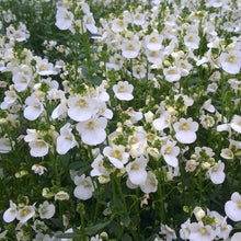 Afbeelding in Gallery-weergave laden, Diascia - Diverse kleuren
