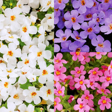 Afbeelding in Gallery-weergave laden, Bacopa - Diverse kleuren
